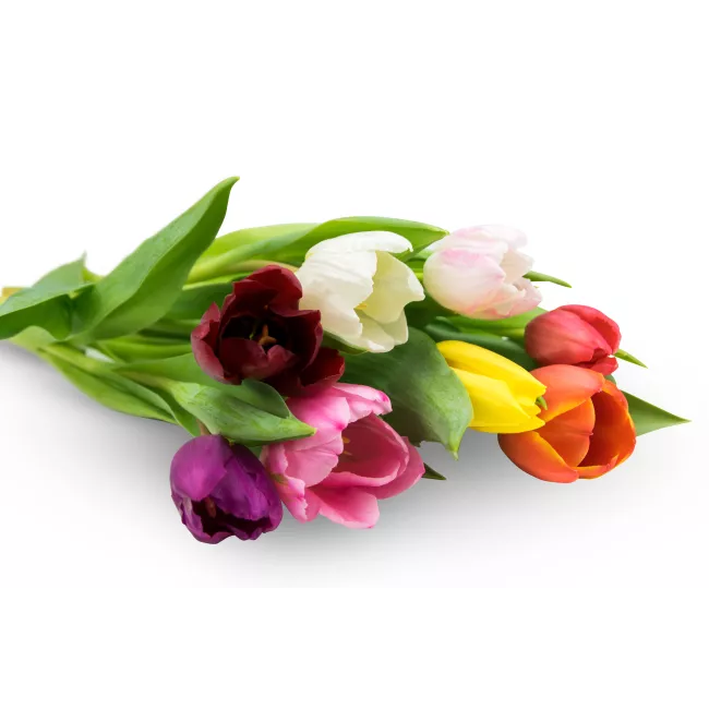 Tulips at request